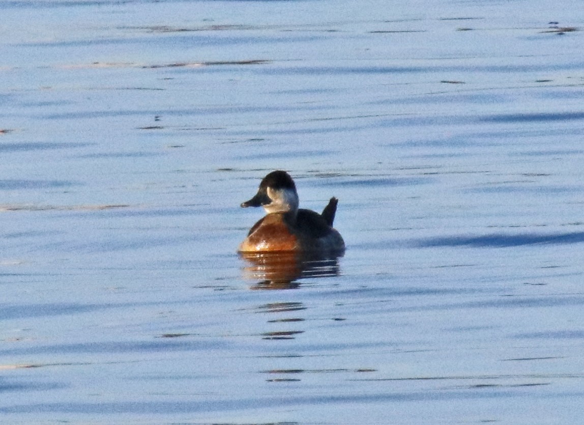 Ruddy Duck - ML646313328