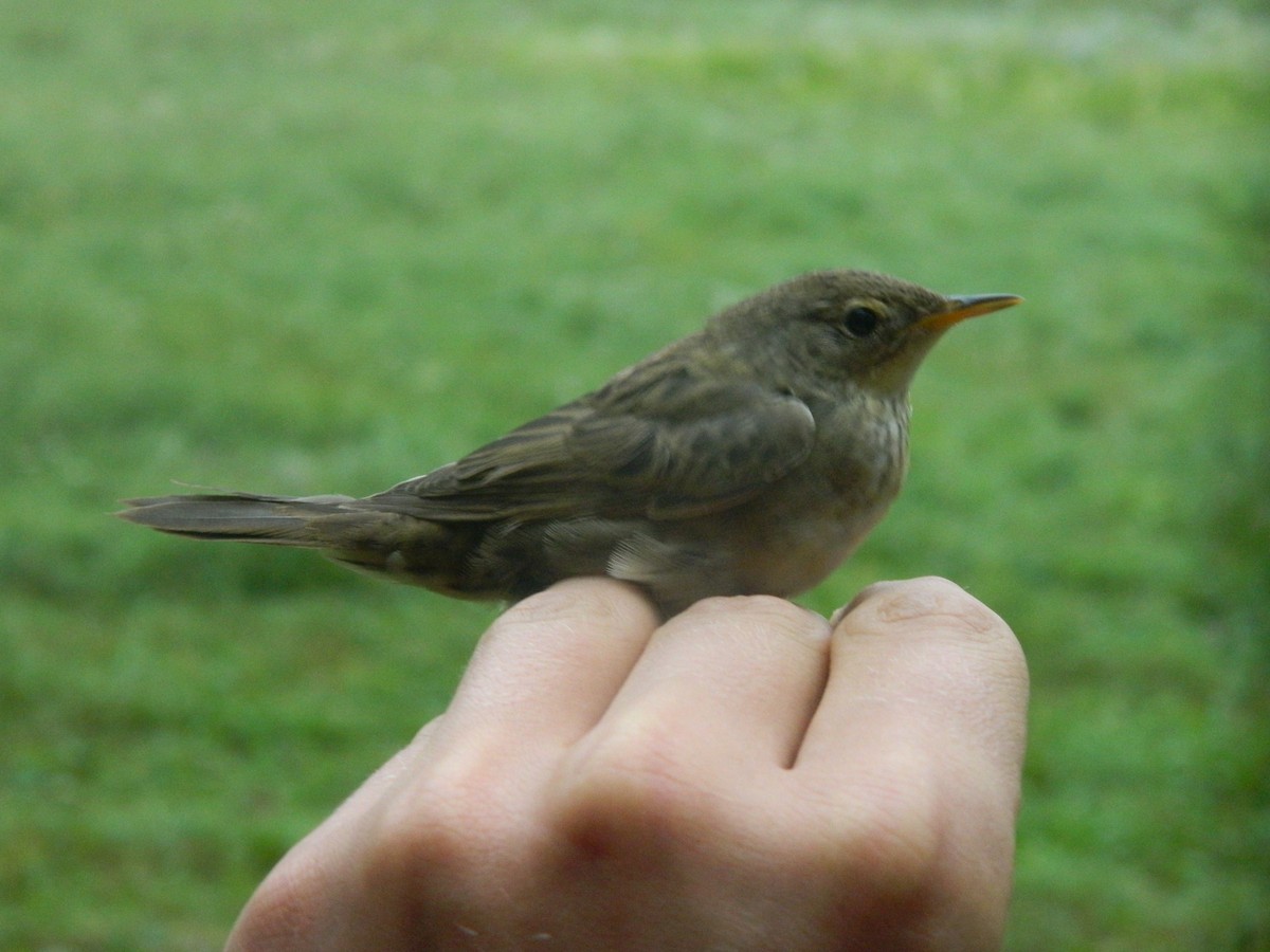 cvrčilka zelená - ML646313357