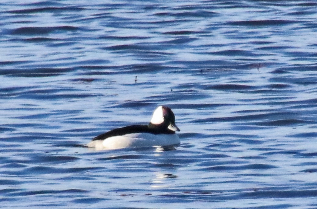 Bufflehead - ML646313361
