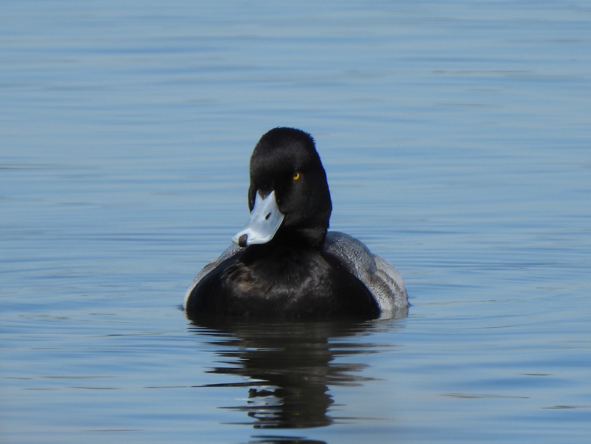 Lesser Scaup - ML646313373