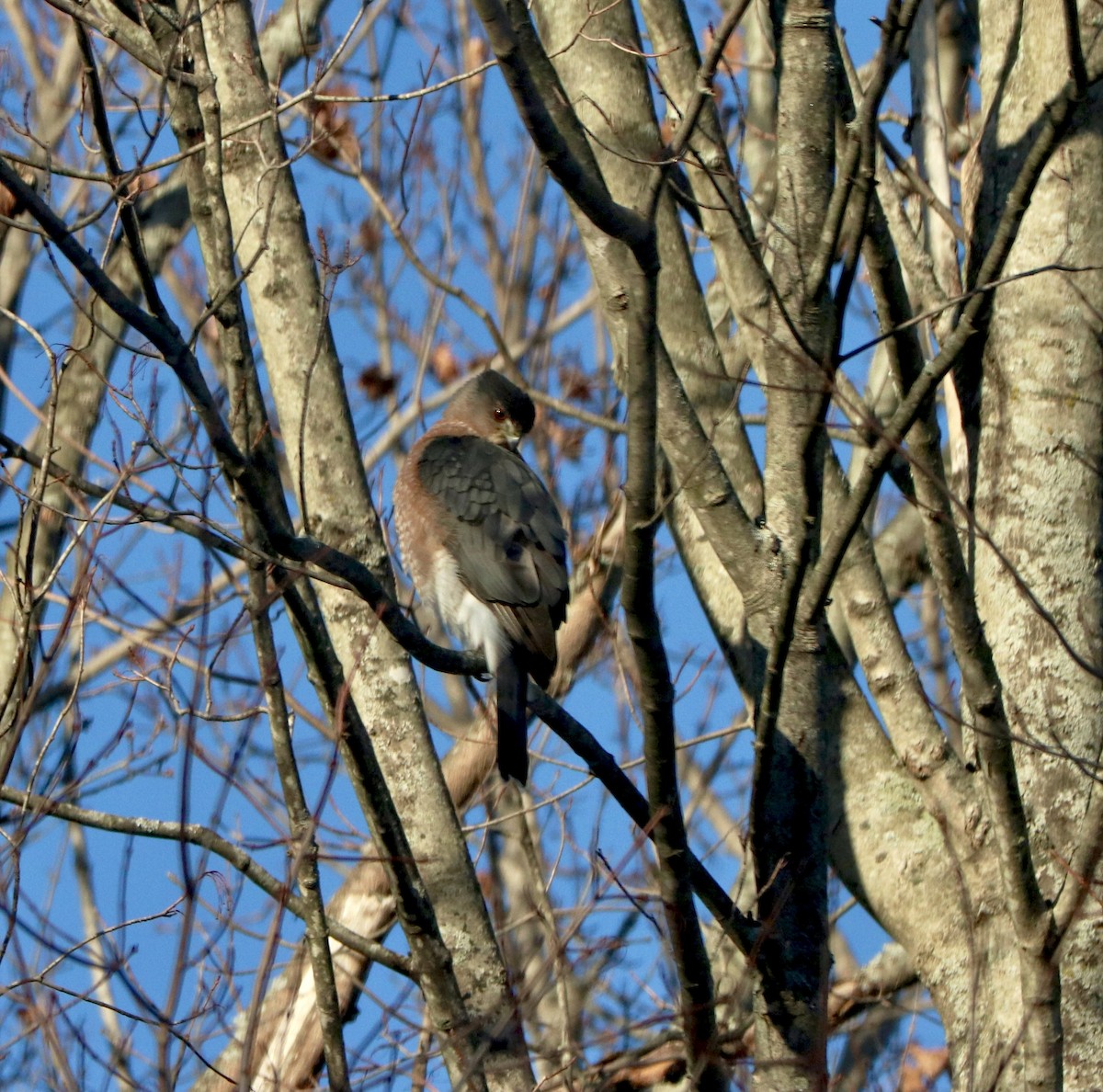 Cooper's Hawk - ML646313378
