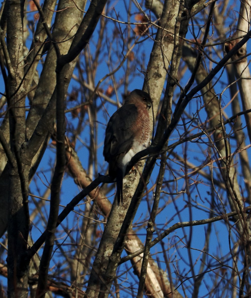Cooper's Hawk - ML646313379