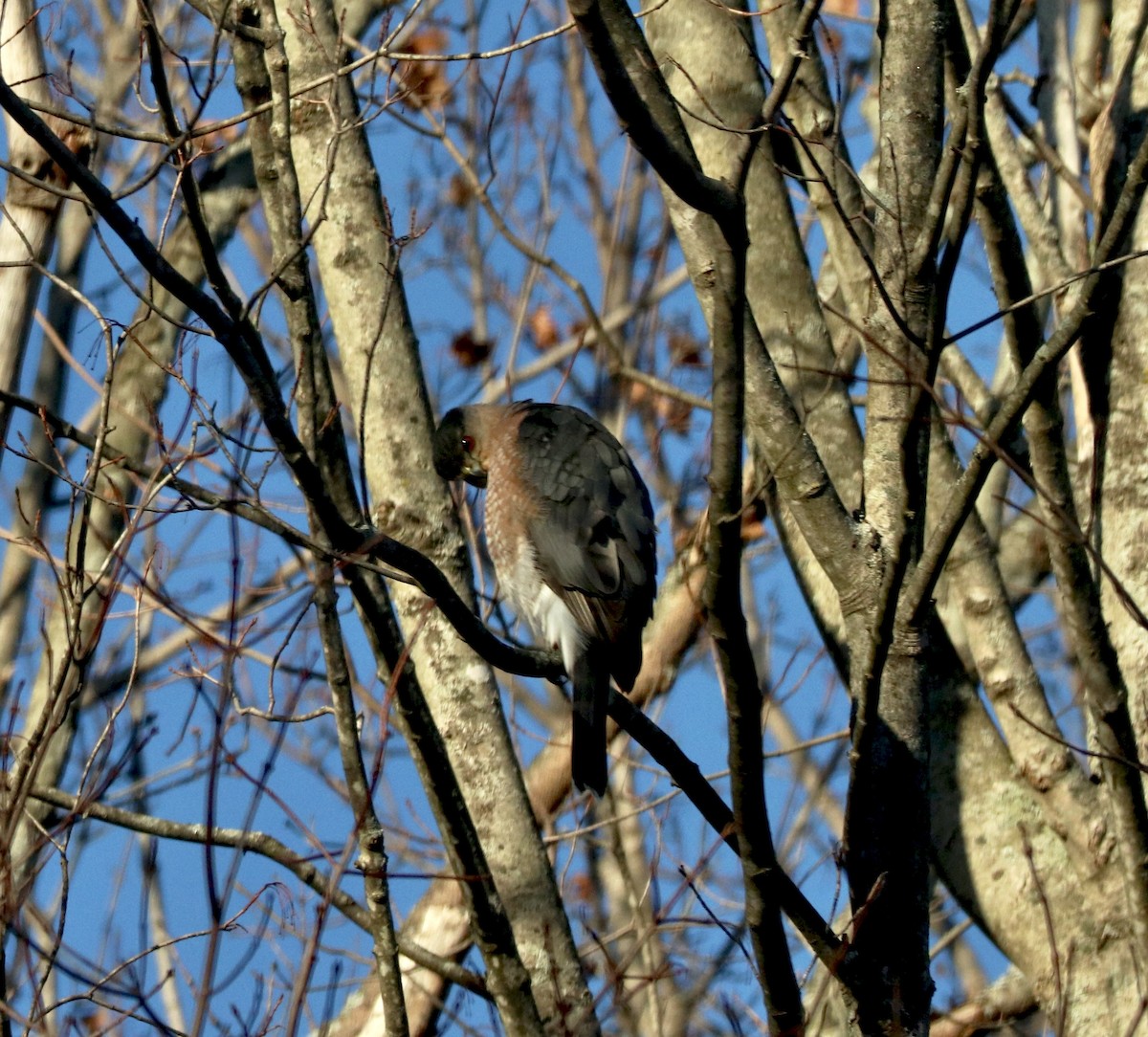 Cooper's Hawk - ML646313380