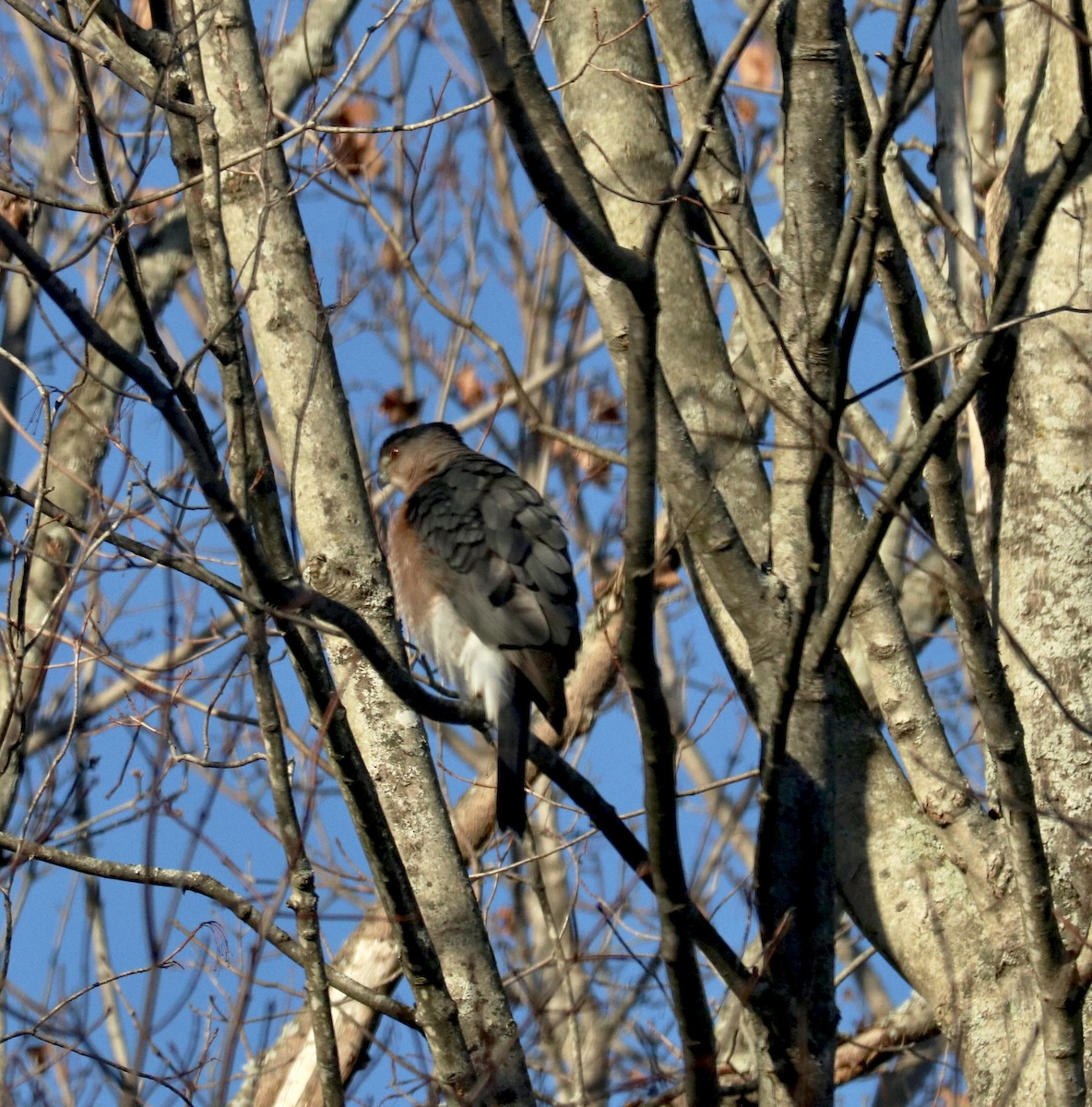 Cooper's Hawk - ML646313381