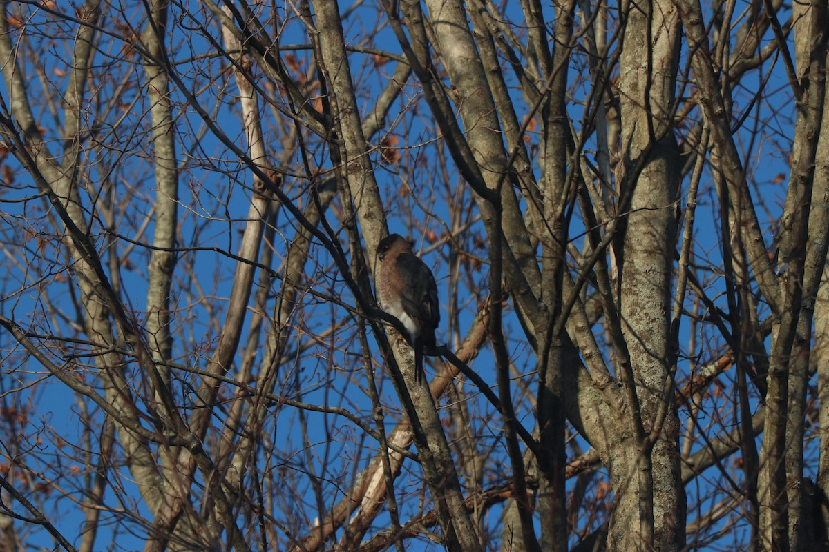 Cooper's Hawk - ML646313382