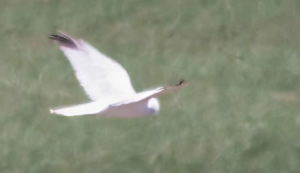 Pallid Harrier - ML646313384