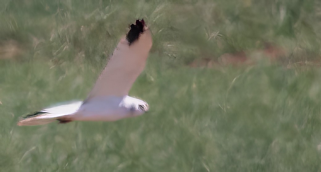 Pallid Harrier - ML646313385