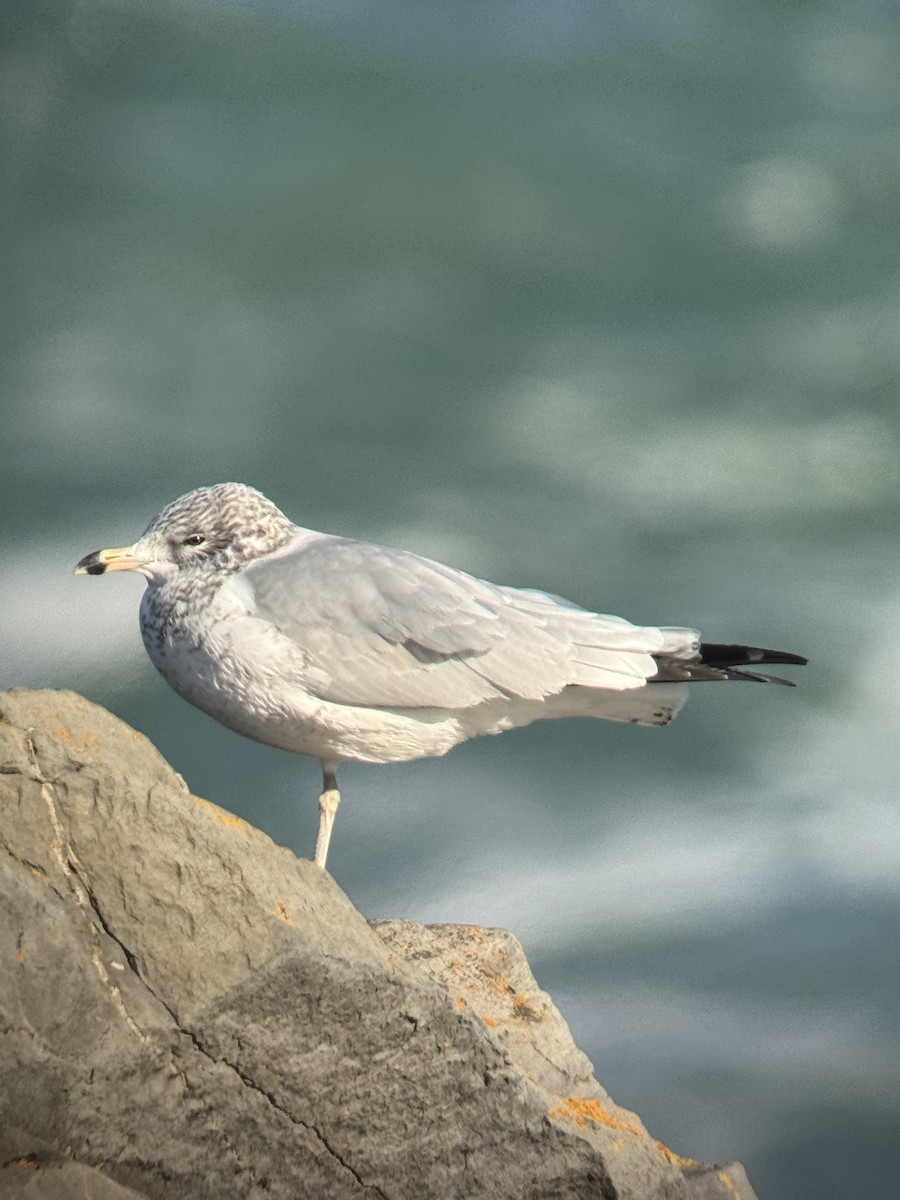 Ring-billed Gull - ML646313387