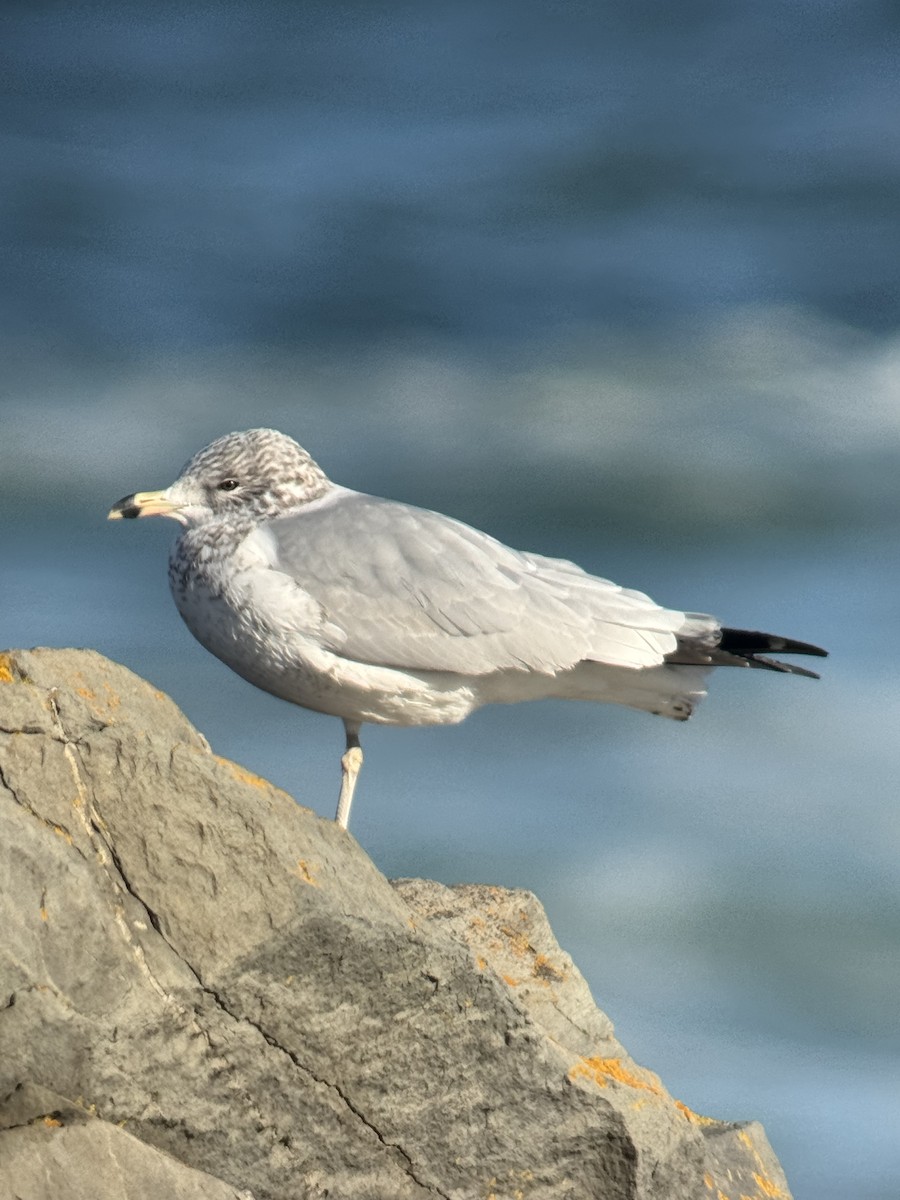 Ring-billed Gull - ML646313388