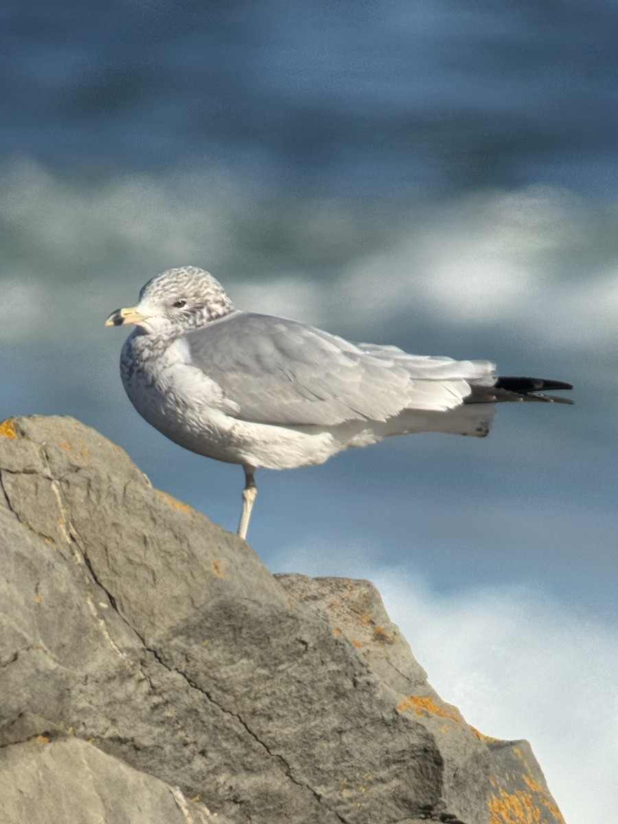 Ring-billed Gull - ML646313389