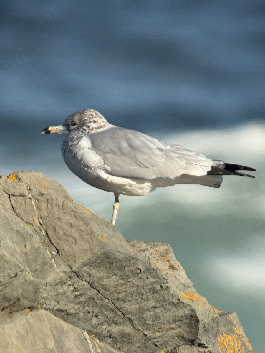 Ring-billed Gull - ML646313390