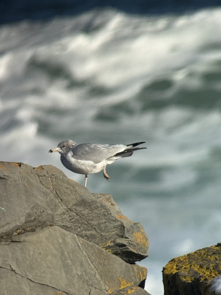 Ring-billed Gull - ML646313391