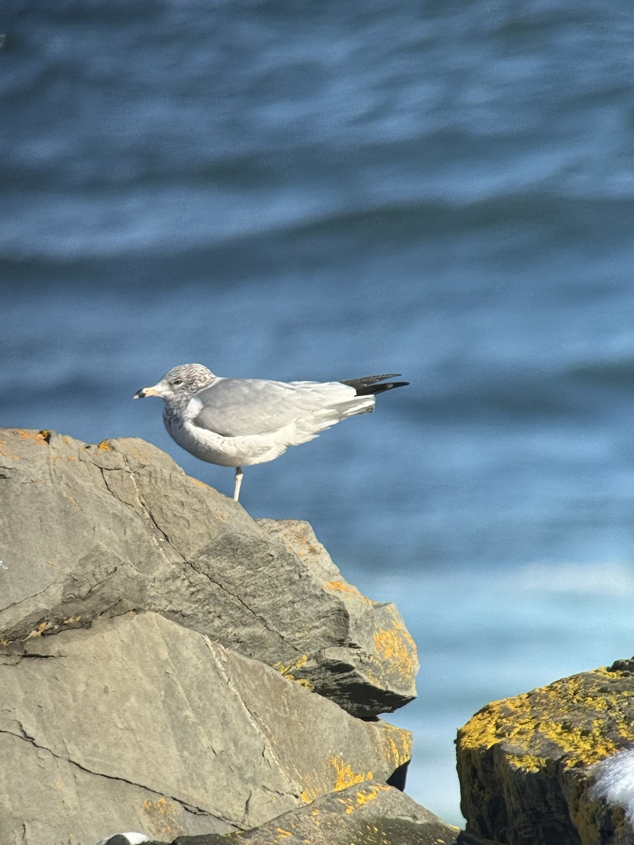 Ring-billed Gull - ML646313392