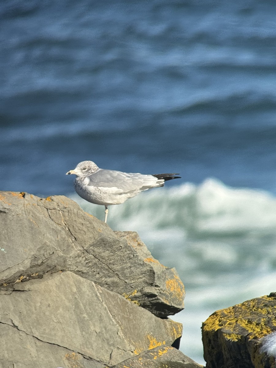 Ring-billed Gull - ML646313393