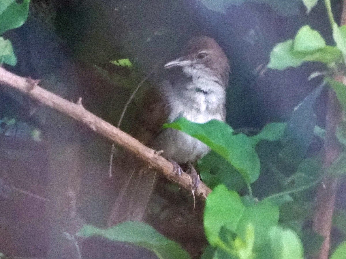 Terrestrial Brownbul - ML646313394