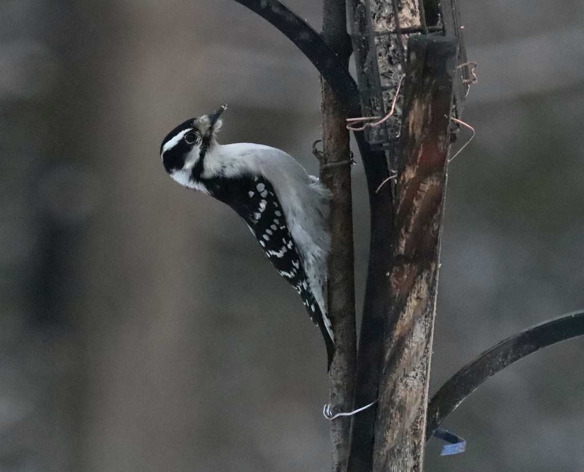 Downy Woodpecker - ML646313395