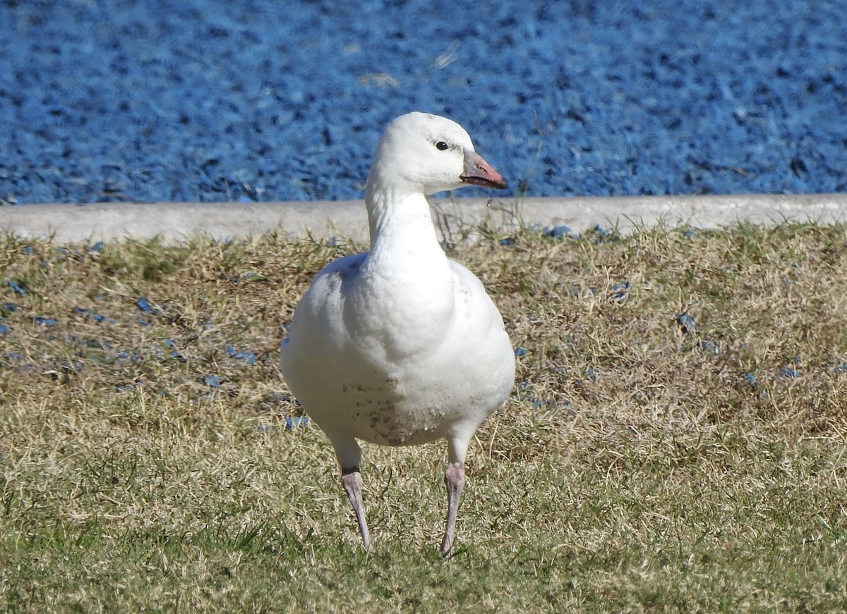 Ross's Goose - ML646313396