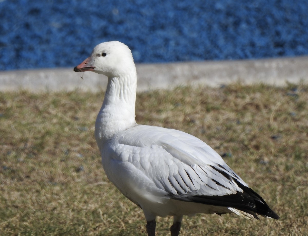 Ross's Goose - ML646313397