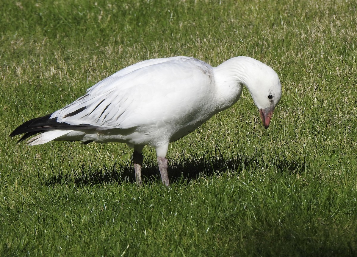 Ross's Goose - ML646313398