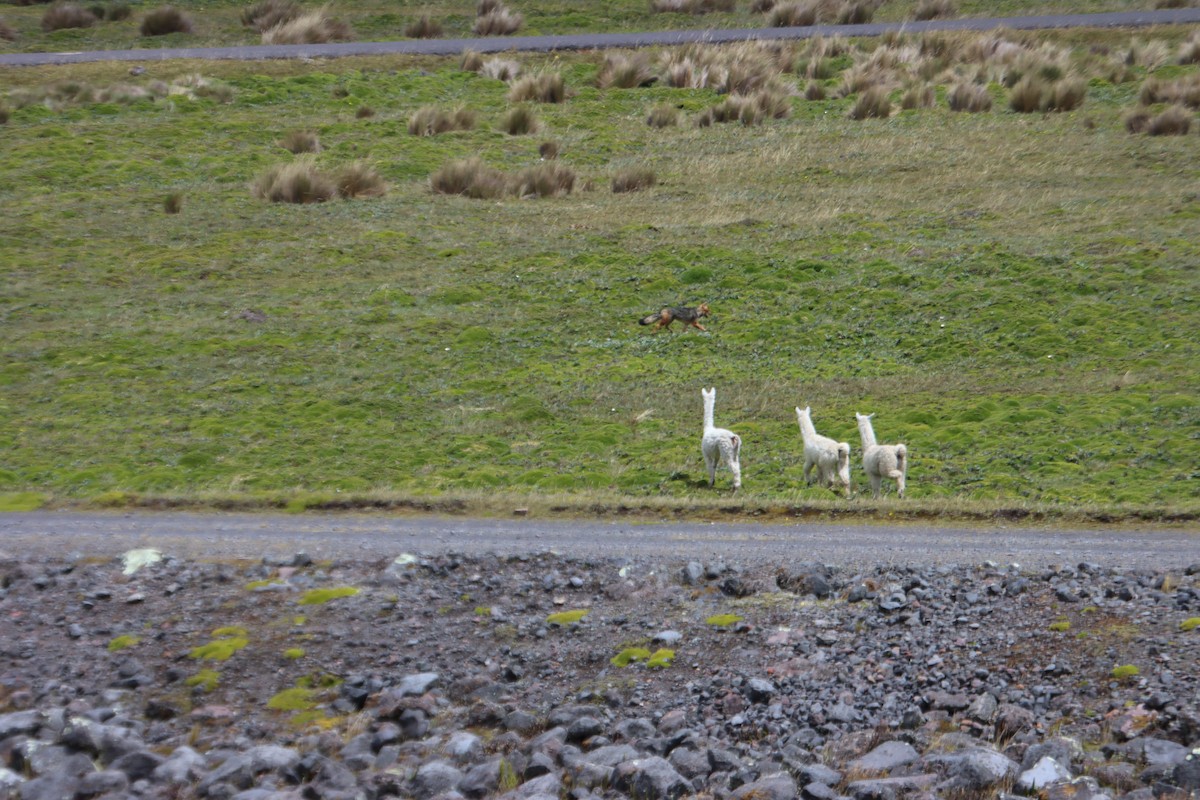 Animals - ML646313400