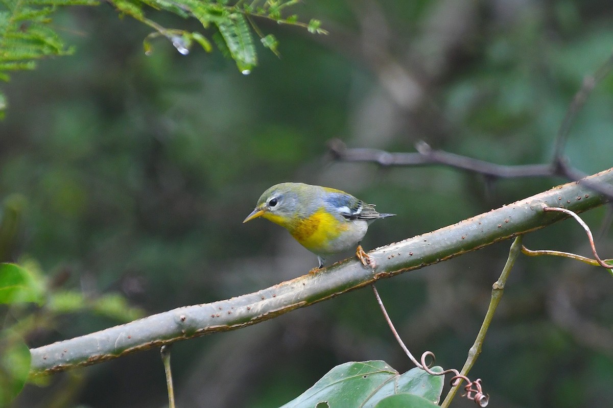 Northern Parula - ML646313401