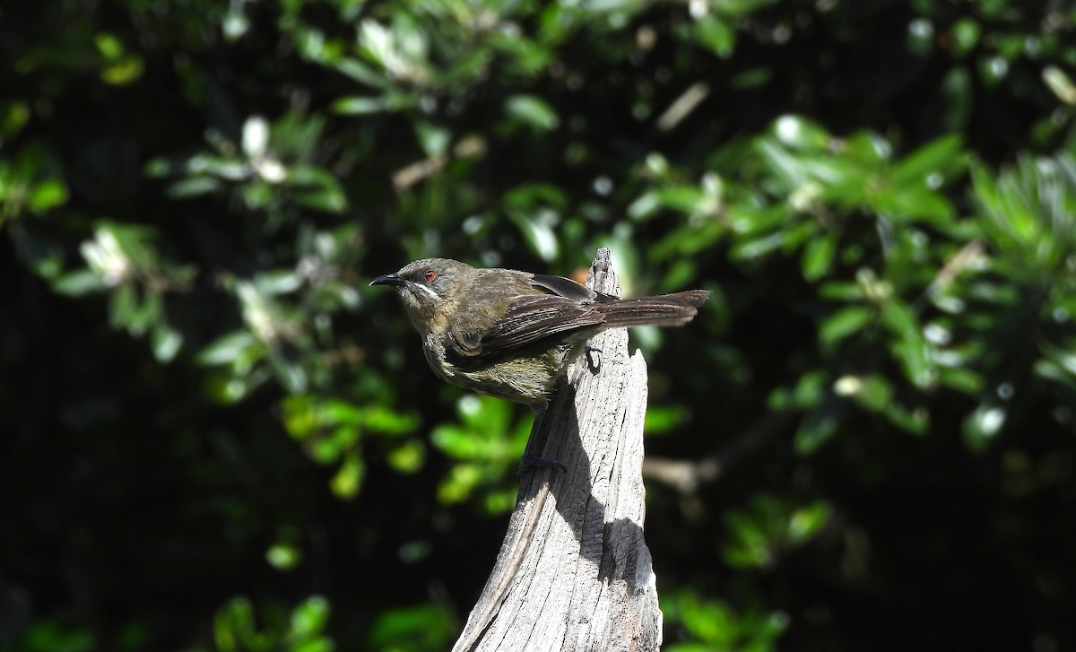 New Zealand Bellbird - ML646313402