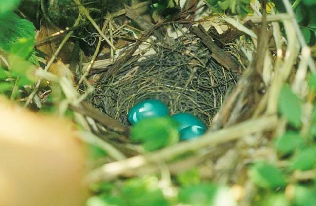 Gray Catbird - ML646313403