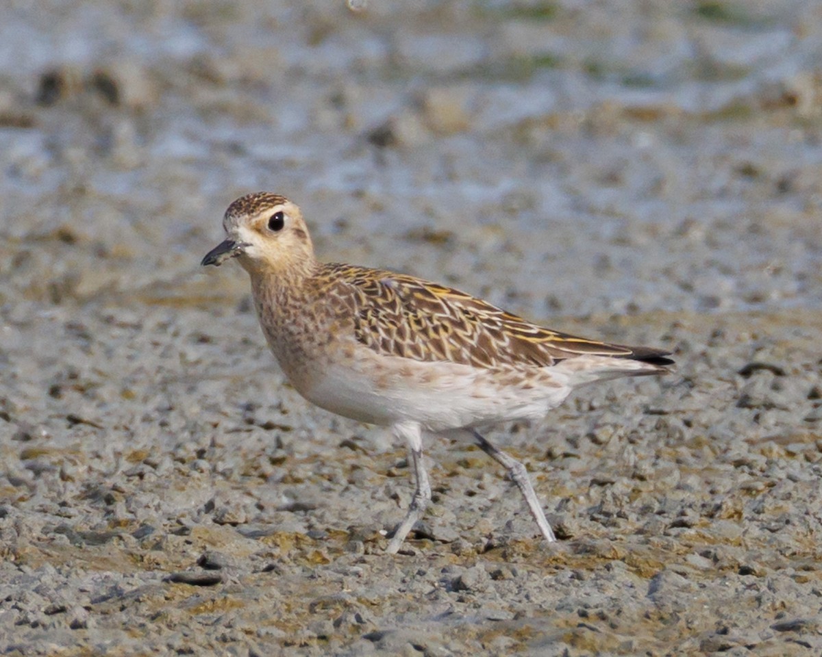 ムナグロ - ML646313406