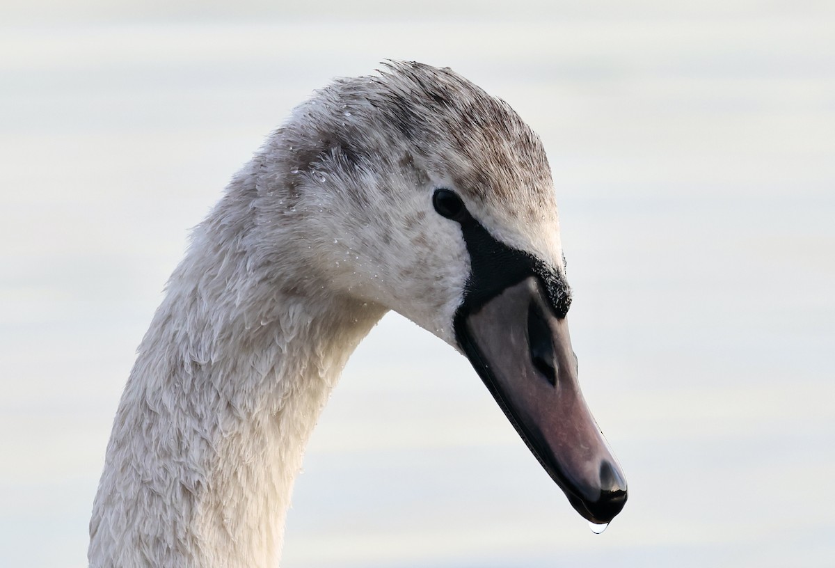 Mute Swan - ML646313407