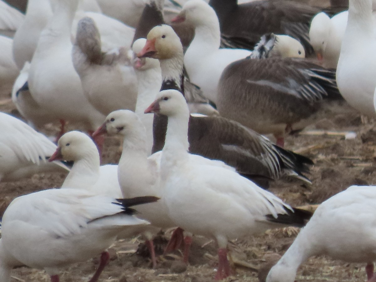 Ross's Goose - ML646313408