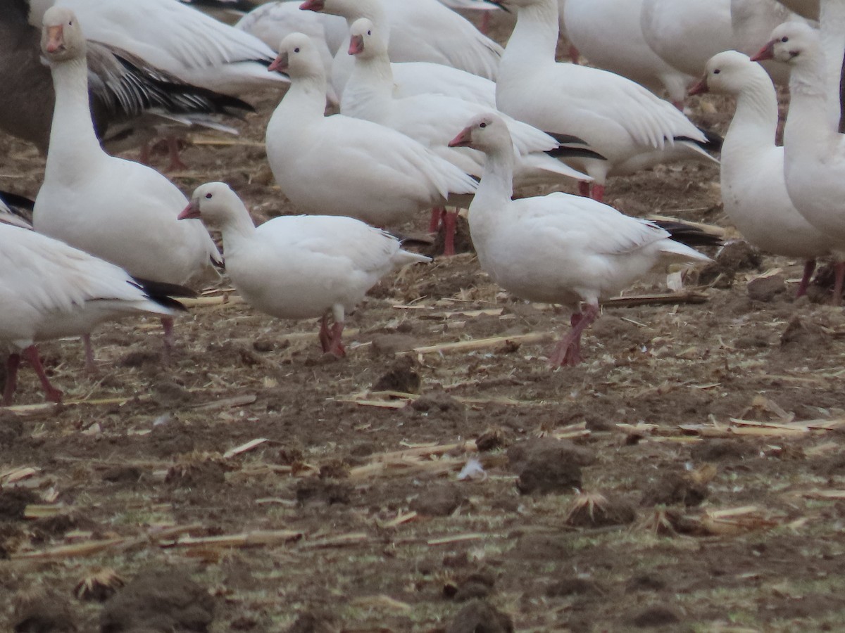 Ross's Goose - ML646313409