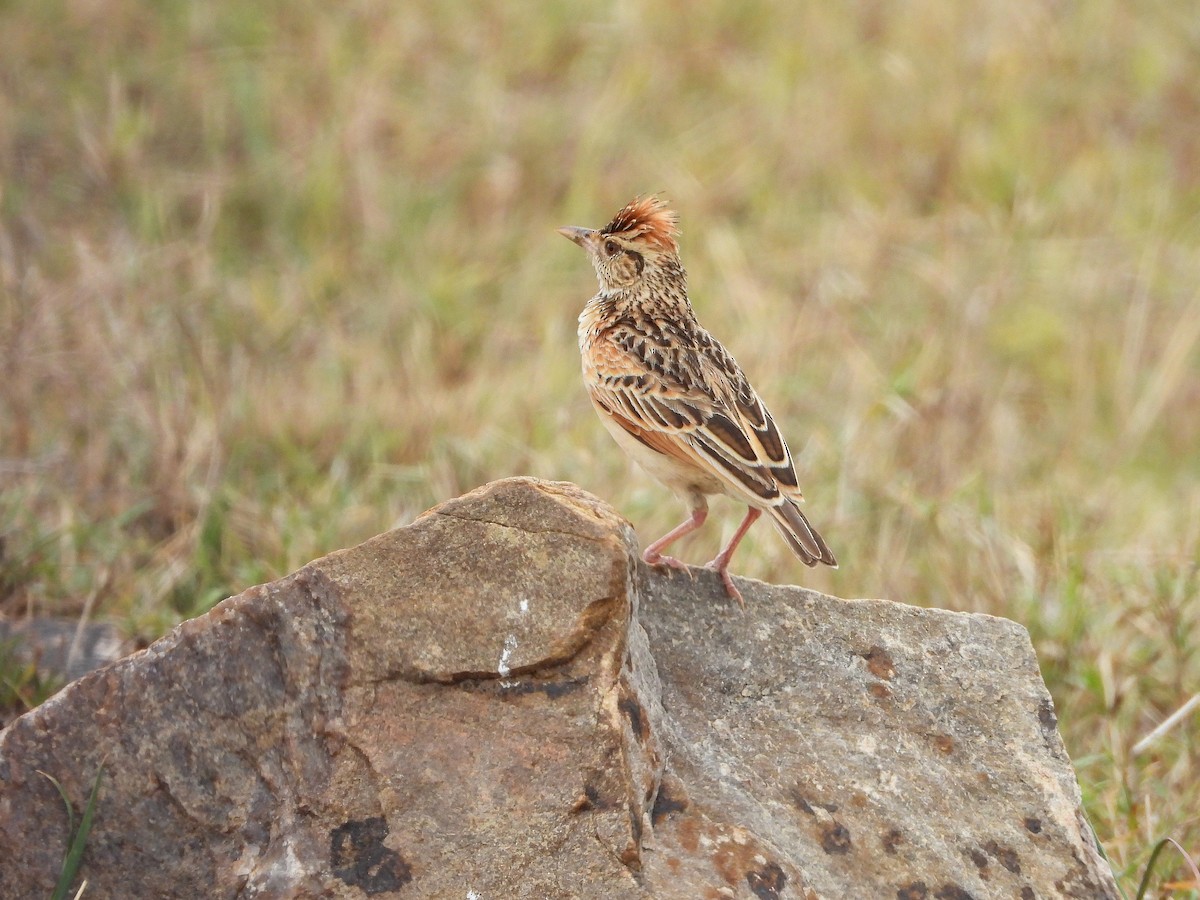 Rufous-naped Lark - ML646313412