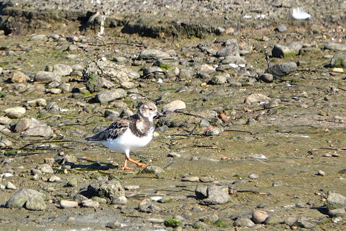 Ruddy Turnstone - ML646313413