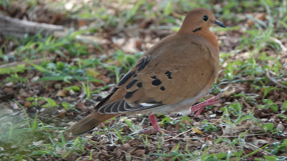Zenaida Dove - ML646313414