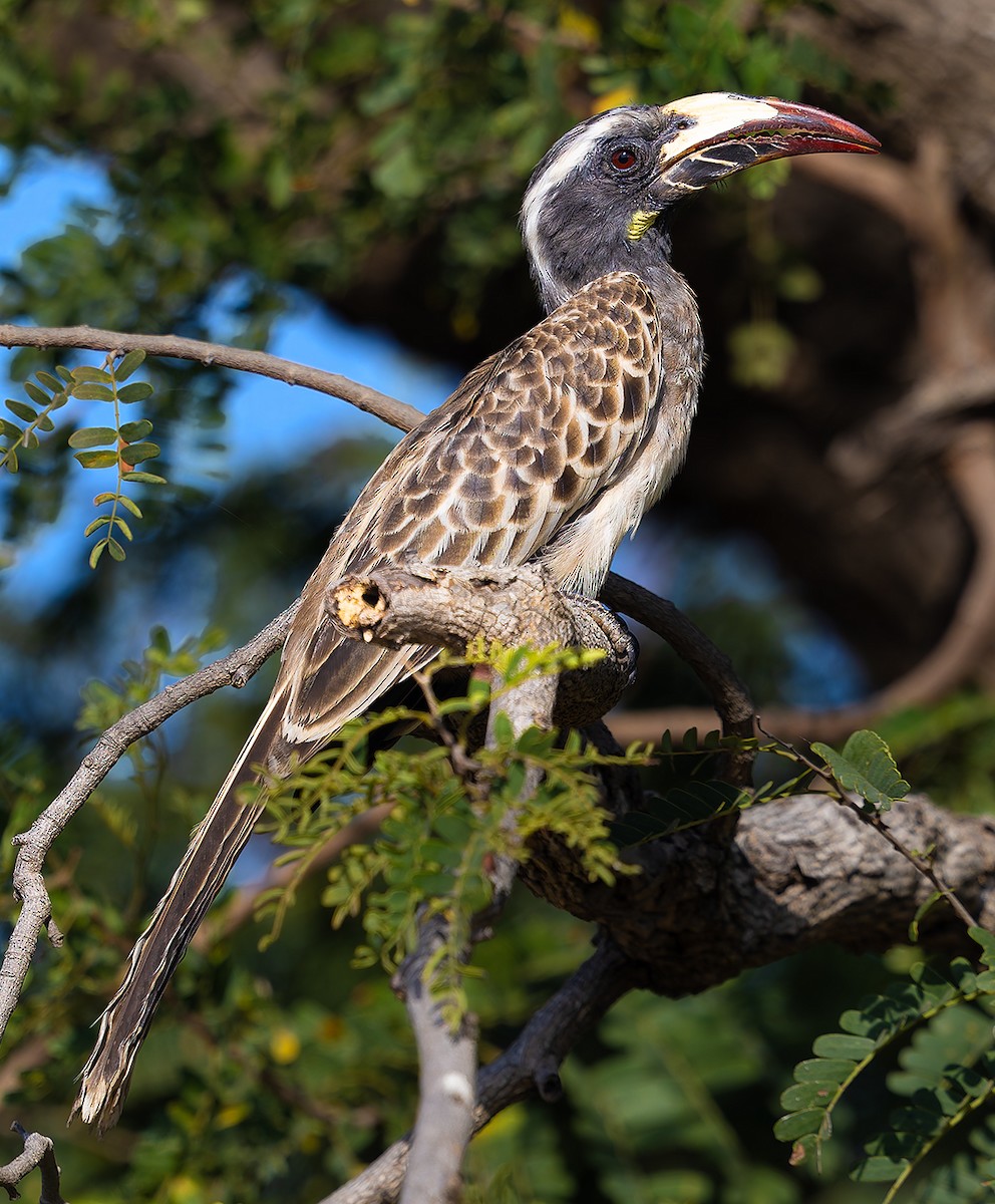African Gray Hornbill - ML646313421