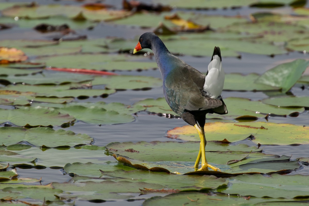 Purple Gallinule - ML646313422