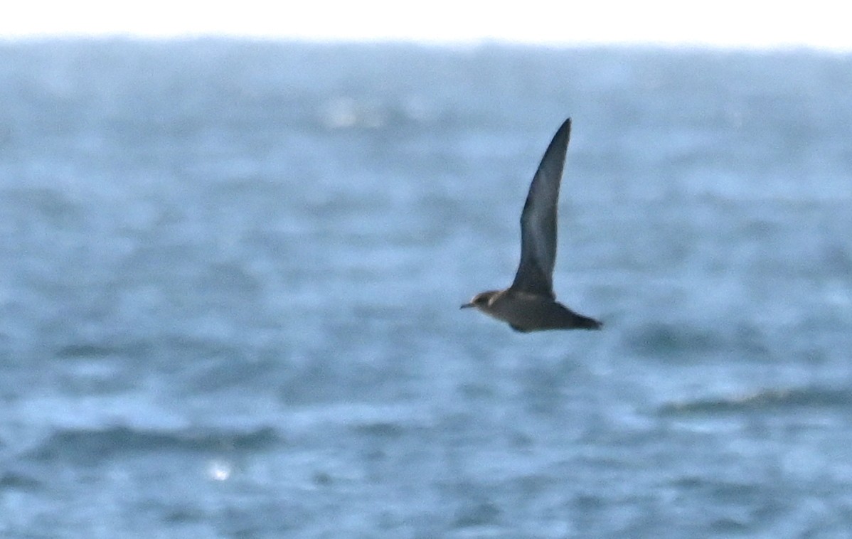 Short-tailed Shearwater - ML646313423