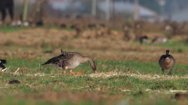Oca granaiola della taiga/della tundra - ML646313424