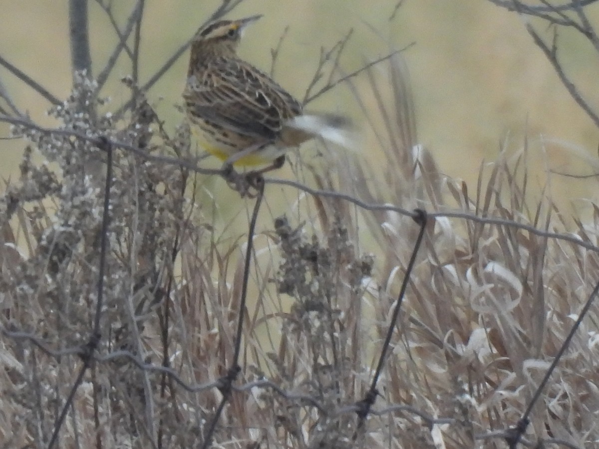 Eastern Meadowlark - ML646313425