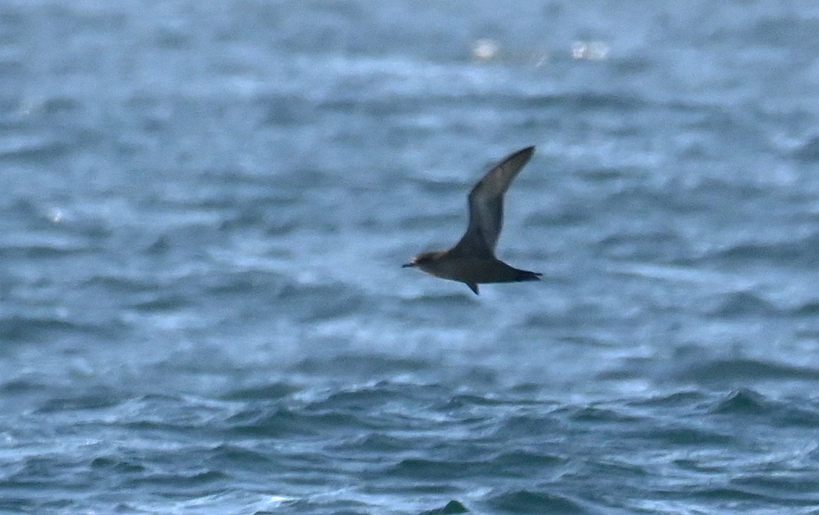 Short-tailed Shearwater - ML646313426