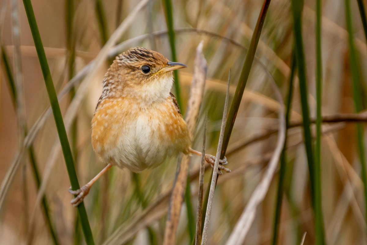 Sedge Wren - ML646313428
