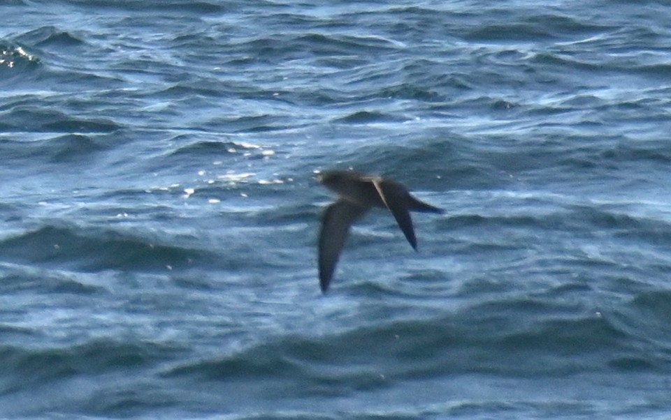 Short-tailed Shearwater - ML646313429