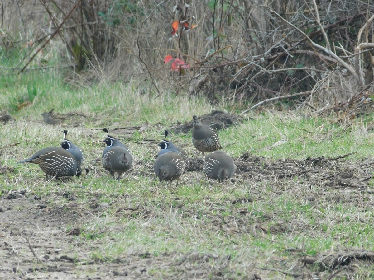 California Quail - ML646313430