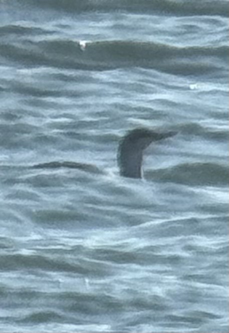 Red-throated Loon - ML646313431