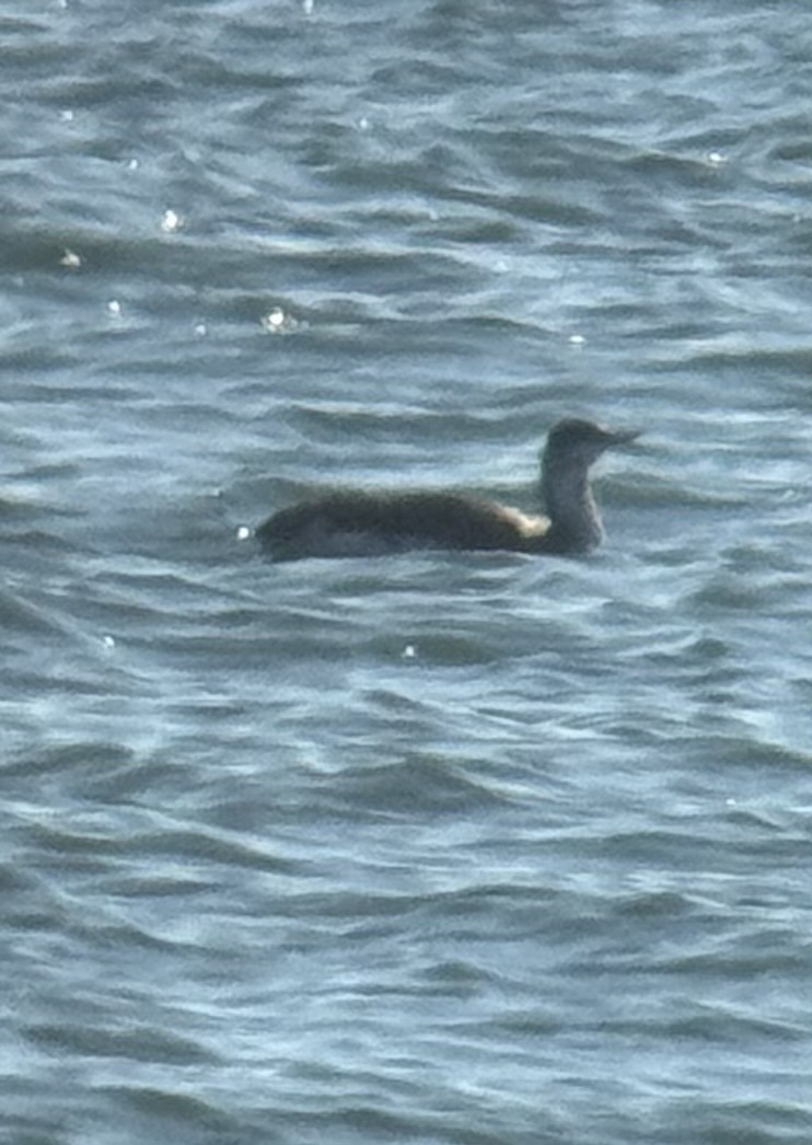 Red-throated Loon - ML646313432