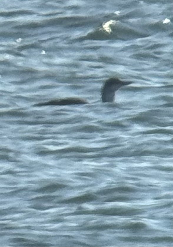 Red-throated Loon - ML646313433