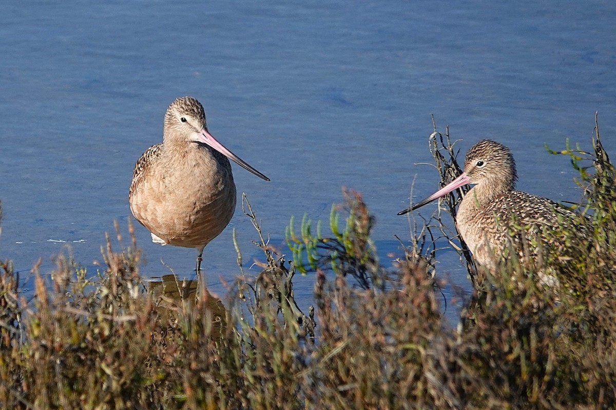 Marbled Godwit - ML646313435