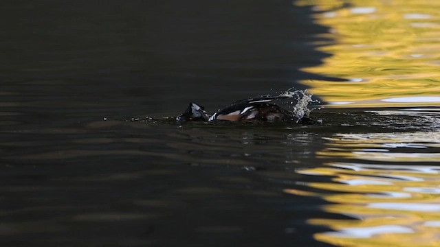 Smergo dal cappuccio - ML646313436