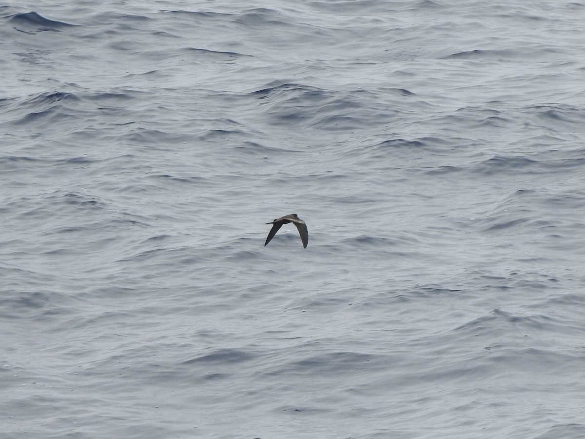 Black/Markham's Storm-Petrel - ML646313438