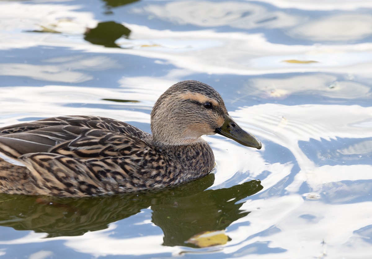 Stockente - ML646313439